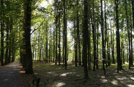 Južná časť parku s lesným charakterom